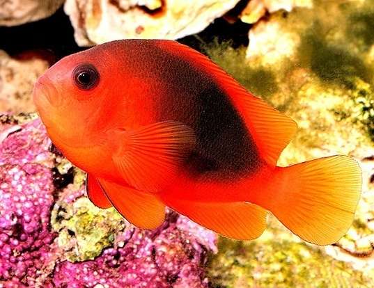Picture of a red saddleback anemonefish (Amphiprion ephippium)