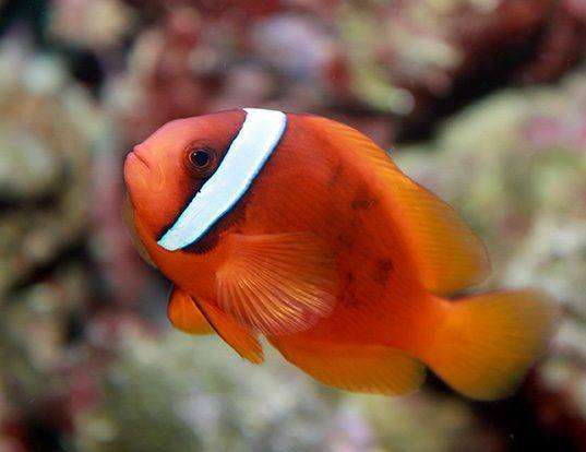 Picture of a tomato clownfish (Amphiprion frenatus)