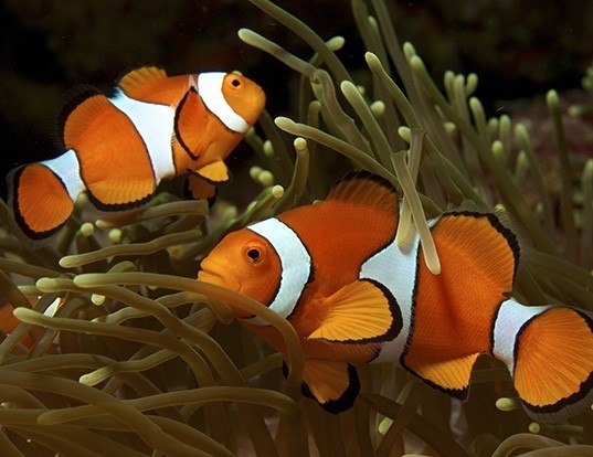 Picture of a clown anemonefish (Amphiprion ocellaris)