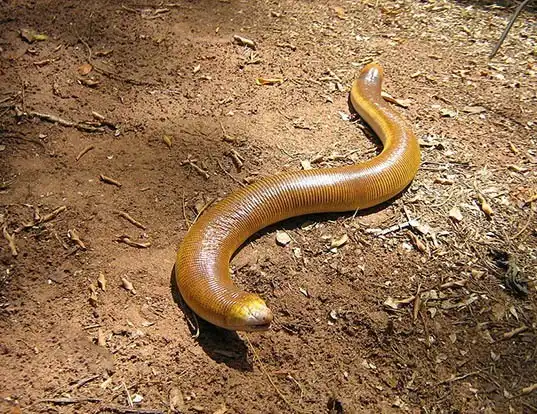 Picture of a red worm lizard (Amphisbaena alba)