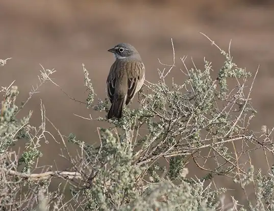 Picture of a sage sparrow (Amphispiza belli)