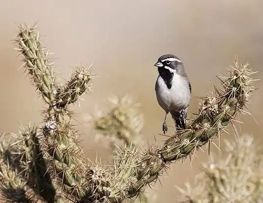 Picture of a black-throated sparrow (Amphispiza bilineata)