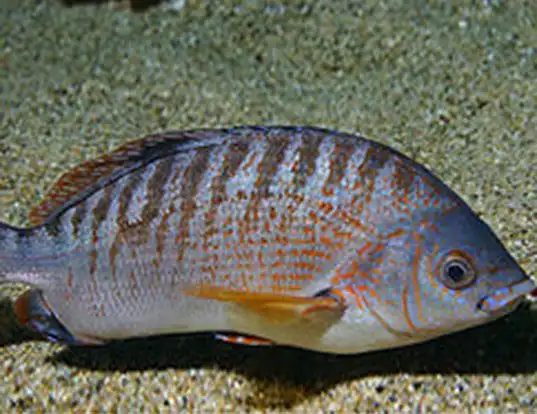 Picture of a barred surfperch (Amphistichus argenteus)