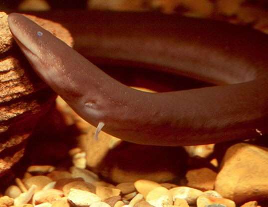 Picture of a two-toed amphium (Amphiuma means)