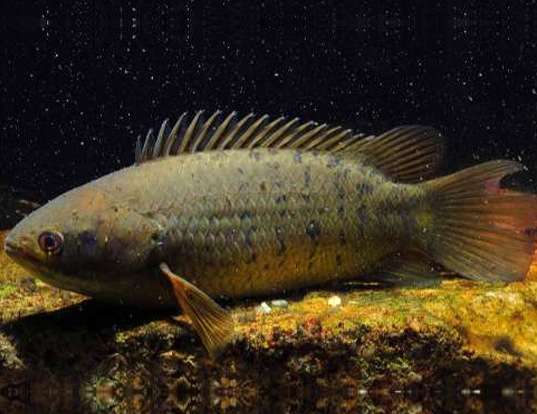 Picture of a climbing perch (Anabas testudineus)