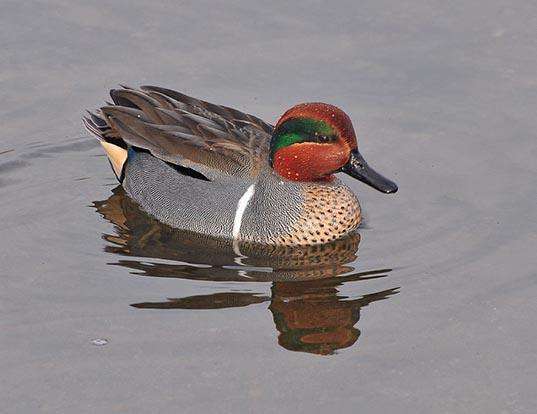 Picture of a teal (Anas crecca)