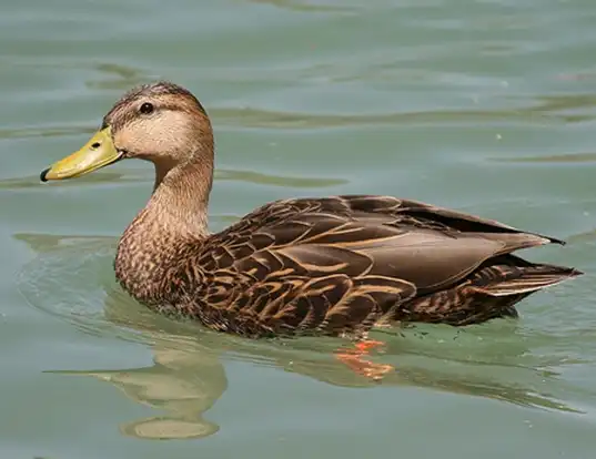 Picture of a mexican duck (Anas diazi)