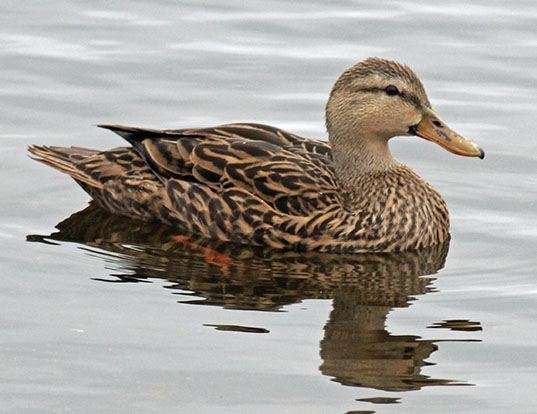 Picture of a mottled duck (Anas fulvigula)