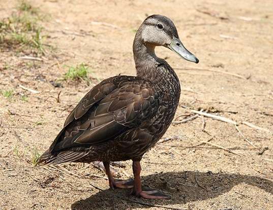 Picture of a american black duck (Anas rubripes)