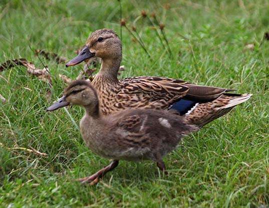 Picture of a hawaiian duck (Anas wyvilliana)