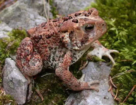 Picture of a american toad (Anaxyrus americanus)