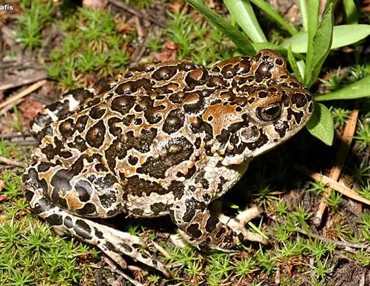 Picture of a yosemite toad (Anaxyrus canorus)