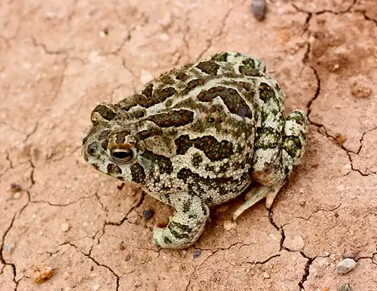 Picture of a great plains toad (Anaxyrus cognatus)