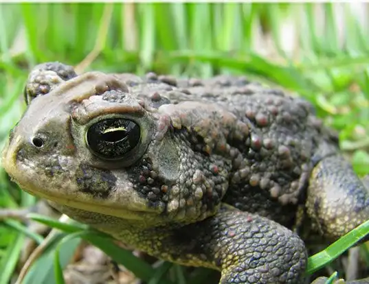 Picture of a canadian toad (Anaxyrus hemiophrys)