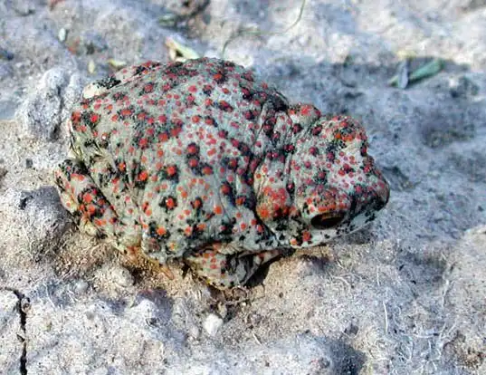 Picture of a red-spotted toad (Anaxyrus punctatus)