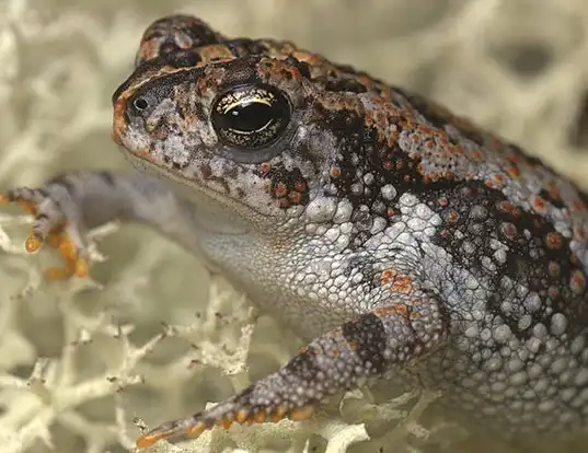 Picture of a oak toad (Anaxyrus quercicus)