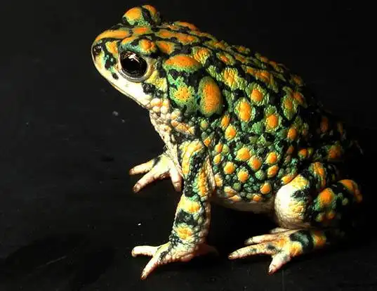 Picture of a sonoran green toad (Anaxyrus retiformis)