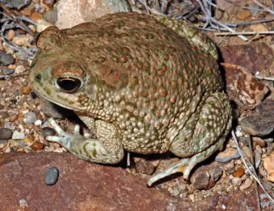 Picture of a texas toad (Anaxyrus speciosus)