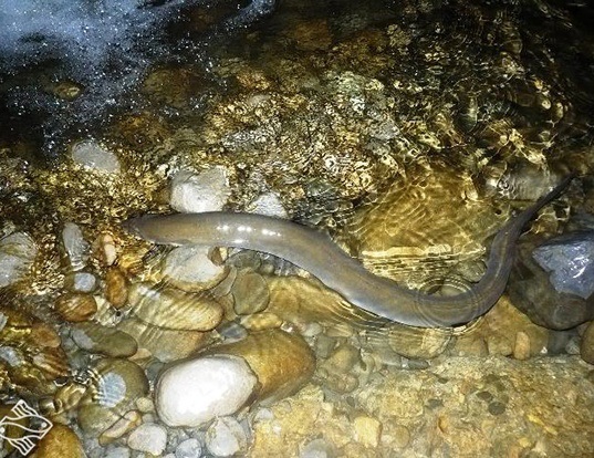 Picture of a shortfin eel (Anguilla australis)