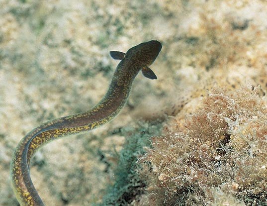 Picture of a marbled eel (Anguilla marmorata)