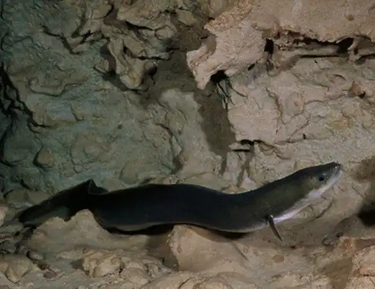 Picture of a american eel (Anguilla rostrata)