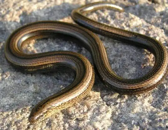 Picture of a slow worm (Anguis fragilis)