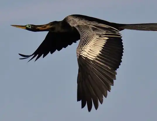 Picture of a anhinga (Anhinga anhinga)