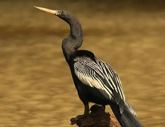 Picture of a oriental darter (Anhinga melanogaster)