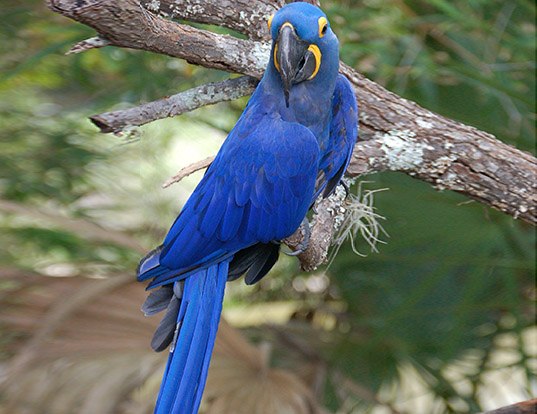 Picture of a hyacinth macaw (Anodorhynchus hyacinthinus)