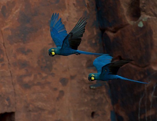 Picture of a lear's macaw (Anodorhynchus leari)