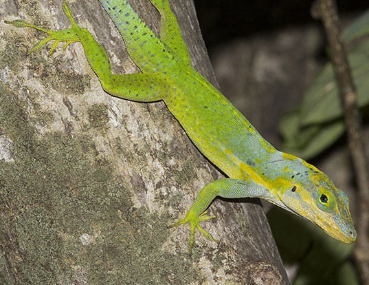 Picture of a panther anole (Anolis bimaculatus)