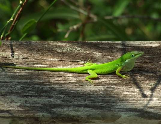 Picture of a green anole (Anolis carolinensis)