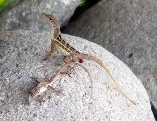 Picture of a jamaica anolis (Anolis lineatopus)