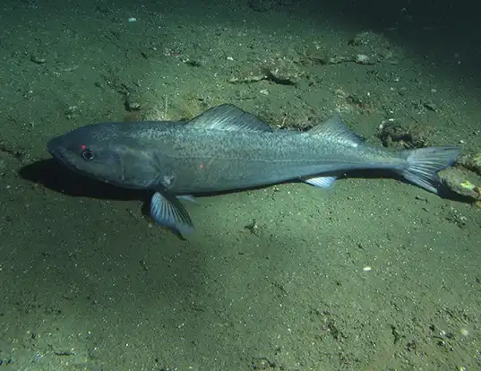 Picture of a sablefish (Anoplopoma fimbria)