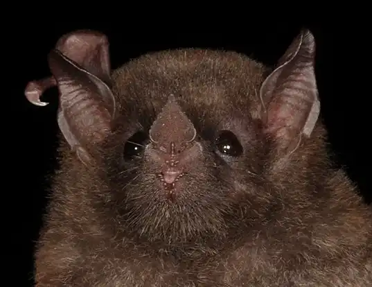 Picture of a geoffroy's tailless bat (Anoura geoffroyi)