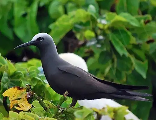 Picture of a black noddy (Anous minutus)