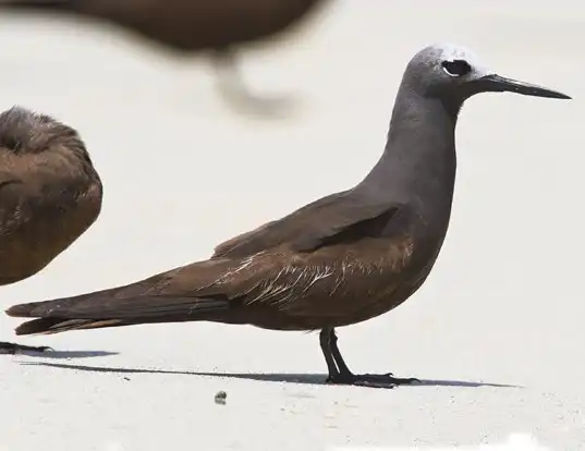 Picture of a lesser noddy (Anous tenuirostris)