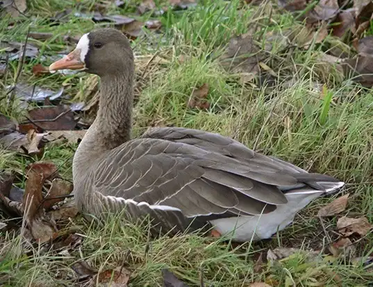 Picture of a greater white-fronted goose (Anser albifrons)