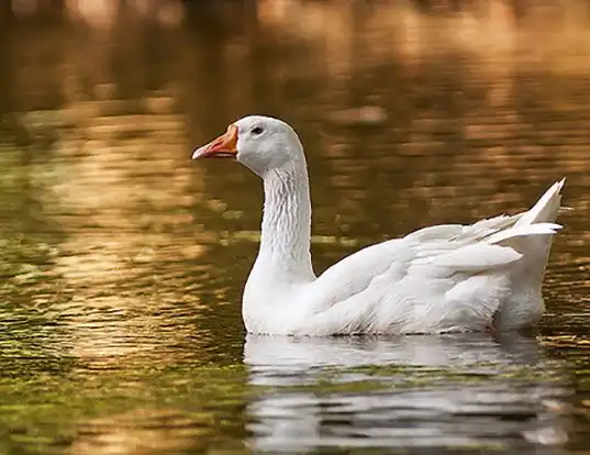 Picture of a domestic goose (Anser anser domesticus)