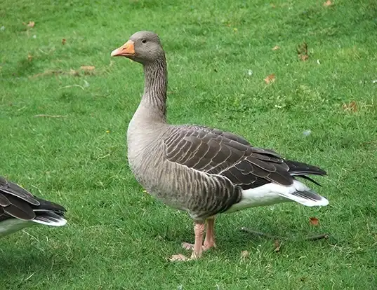 Picture of a greylag goose (Anser anser)