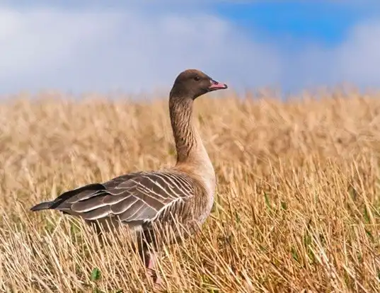 Picture of a pink-footed goose (Anser brachyrhynchus)