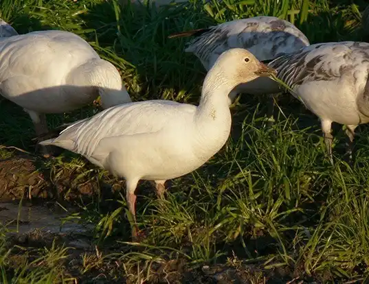 Picture of a snow goose or blue goose (Anser caerulescens)