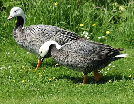 Picture of a emperor goose (Anser canagicus)