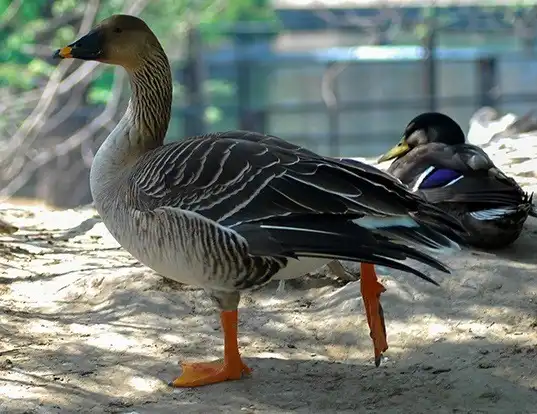 Picture of a bean goose (Anser fabalis)