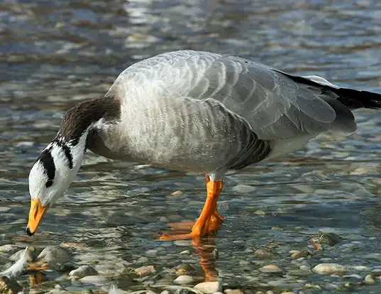 Picture of a bar-headed goose (Anser indicus)