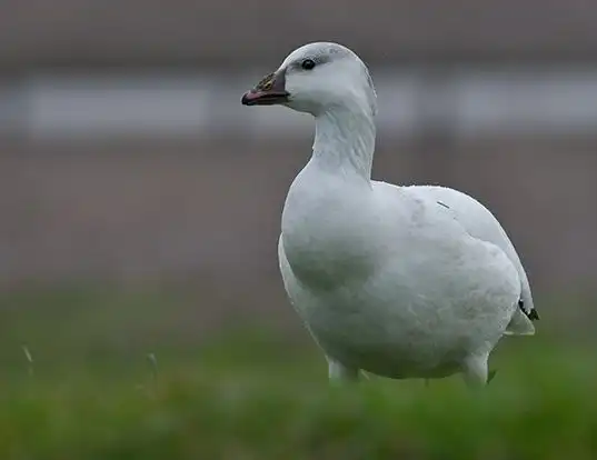 Picture of a ross's goose (Anser rossii)