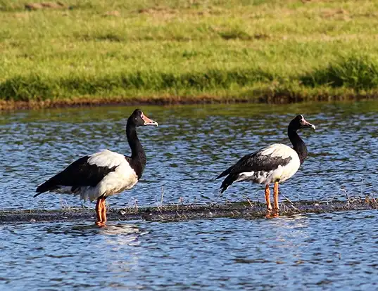 Picture of a magpie goose (Anseranas semipalmata)