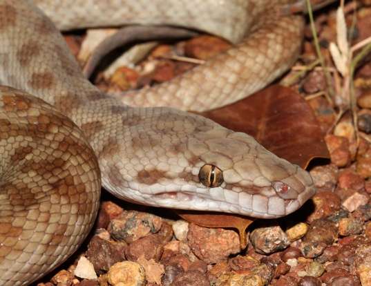 Picture of a children's python (Antaresia childreni)
