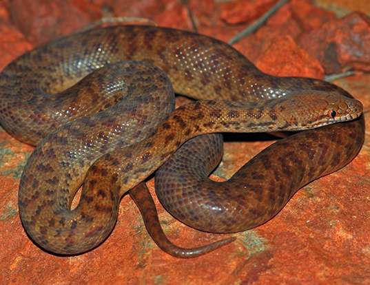 Picture of a pygmy python (Antaresia perthensis)