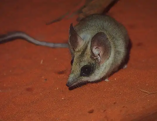 Picture of a kultarr (Antechinomys laniger)